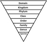 Triangle Taxonomy 